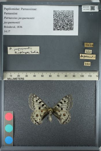 Media type: image;   Entomology 174600